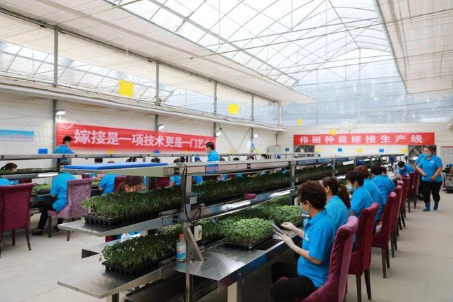 喜報！山東六家單位榮膺“全國巾幗現(xiàn)代農(nóng)業(yè)科技示范基地”，引領(lǐng)技術(shù)推廣服務(wù)新風(fēng)尚